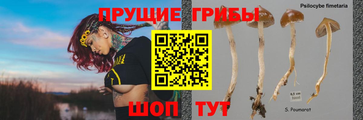 Псилоцибиновые грибы GOLDEN TEACHER  Вход с VPN  Новокубанск 